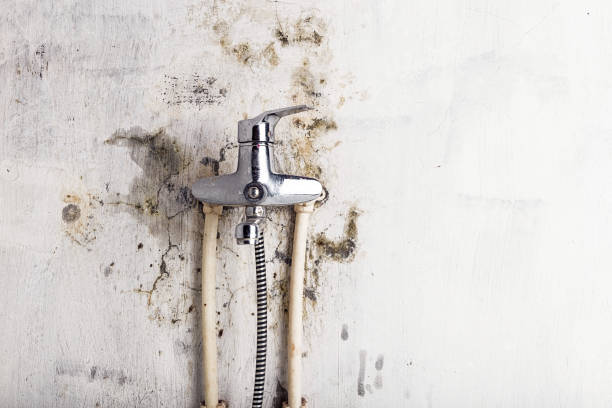 Best Post-Flood Mold Remediation in Girard, PA