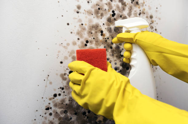 Best White Mold Remediation in Girard, PA